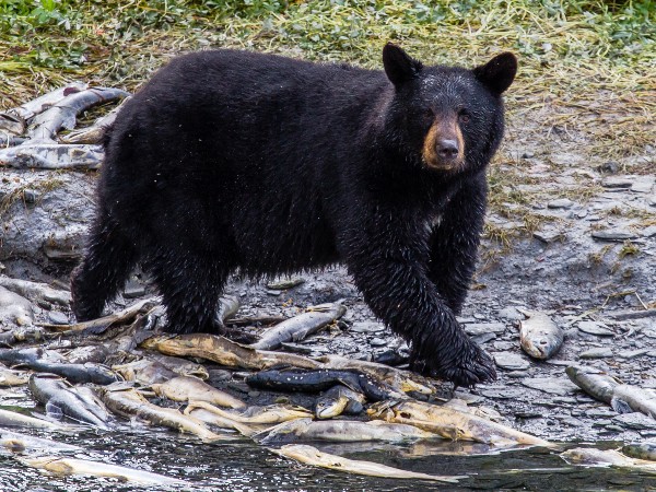 A black bear by the creek