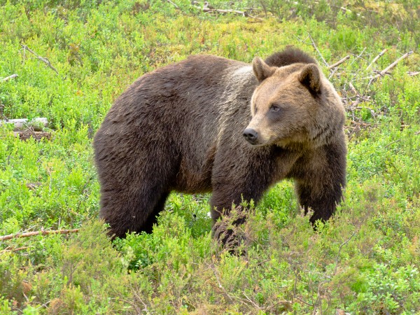 A brown bear getting ready to attack