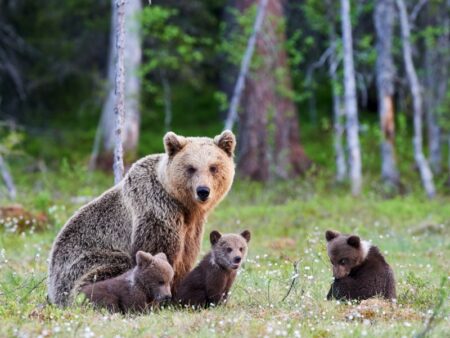 Mama bear with her cubs
