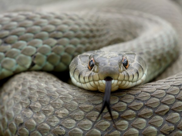 A grass snake ready to attack