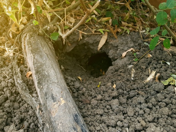 A mouse hole in the ground outside a camper