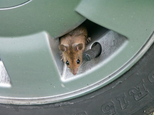 A mouse in the campers tire