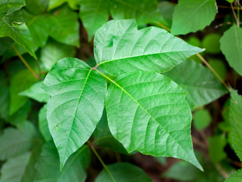 A green poison ivy leaf
