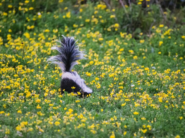 A skunk in tall grass with its tail up