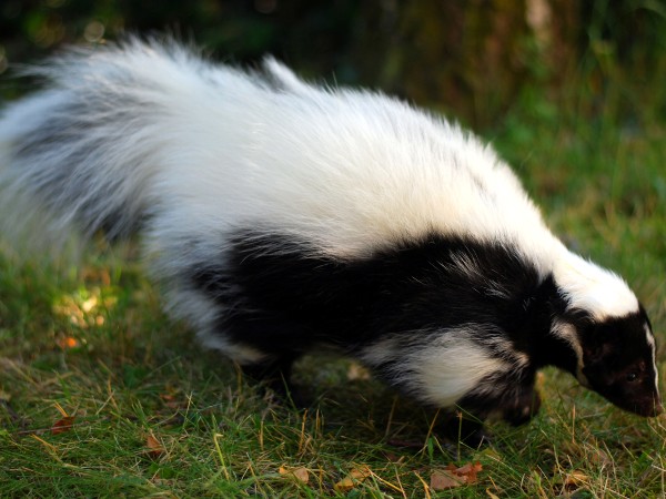 A skunk on top of a rock