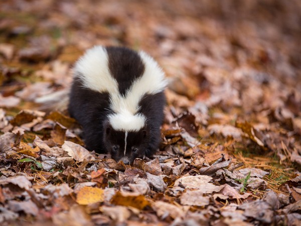 A skunk walking around in the fall season