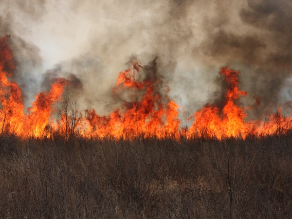 A wildfire in a grass field