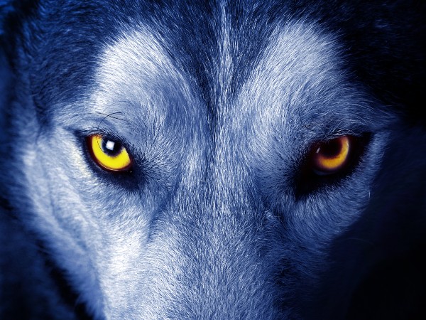 A pair of wolf eyes looking right at you
